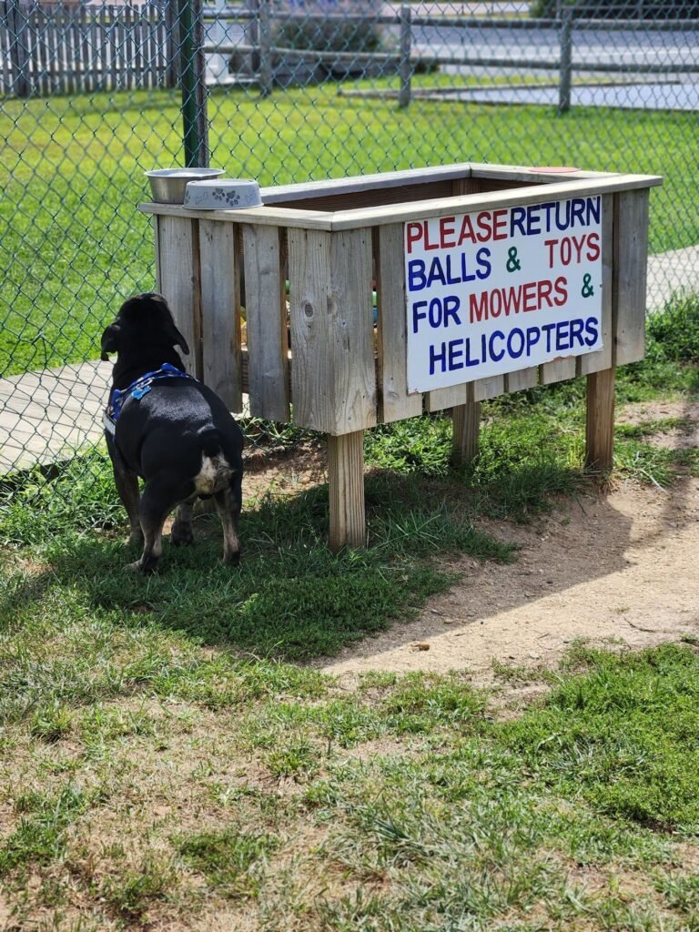 barnegat light dog park barnegat light 1 768x1024
