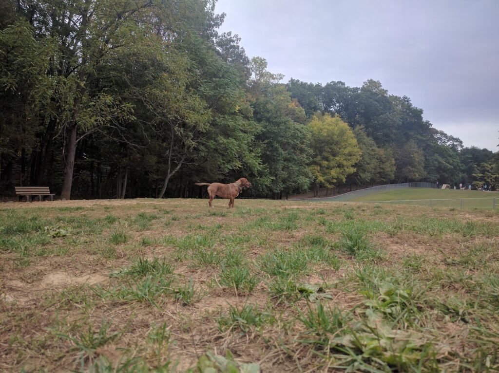 central park county dog park morris plains 1 1024x766