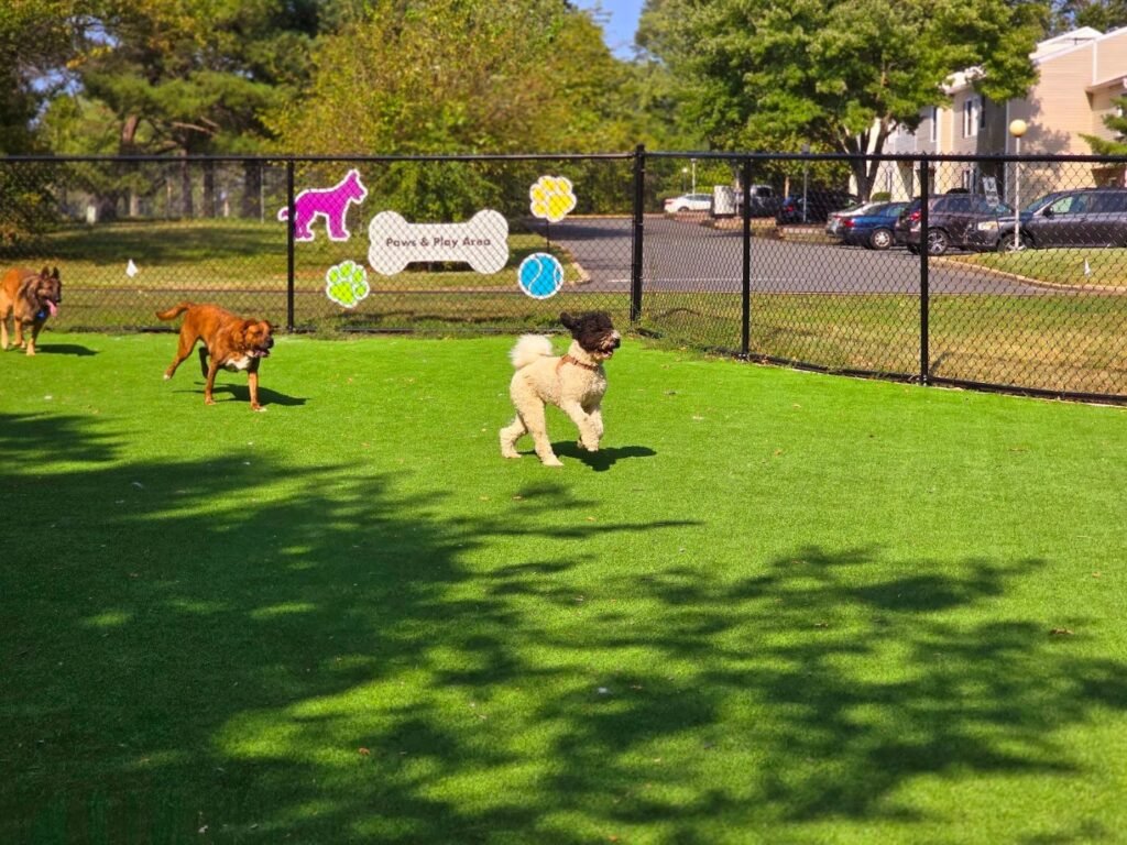 cooper river dog park cherry hill 1 1024x768