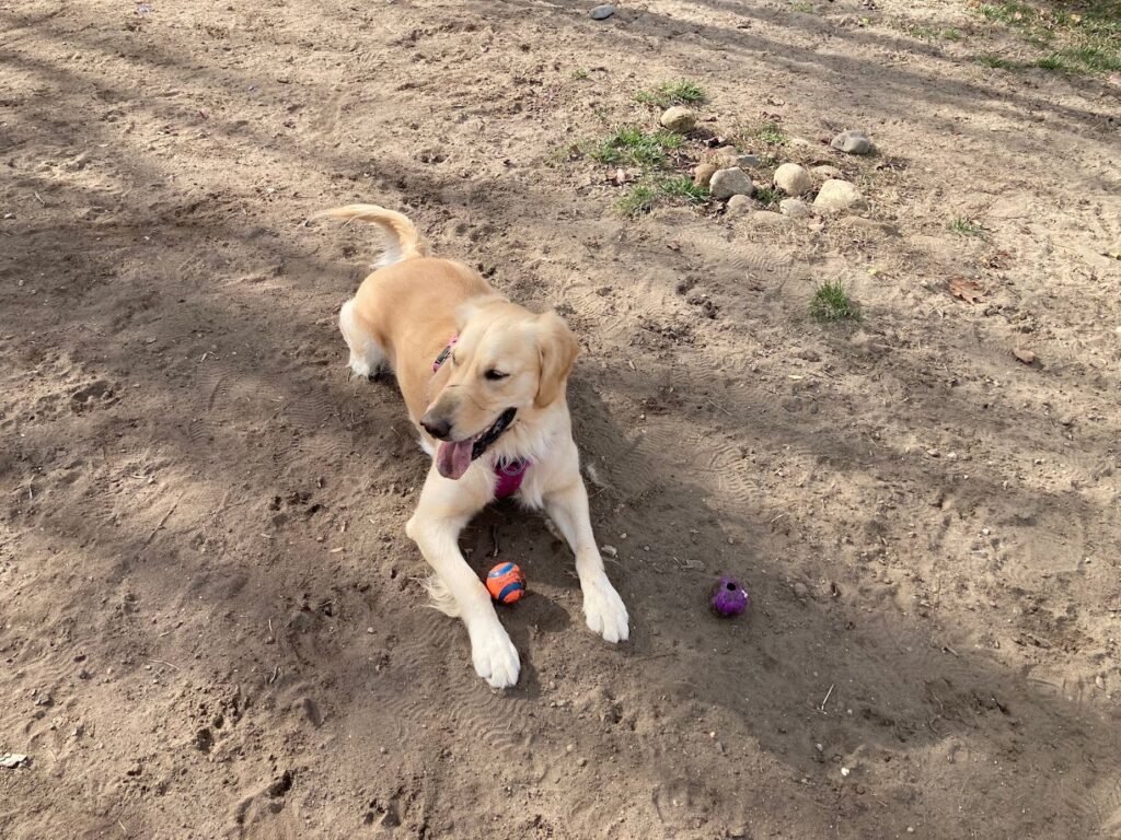 croft farm dog park 1 1 1024x768