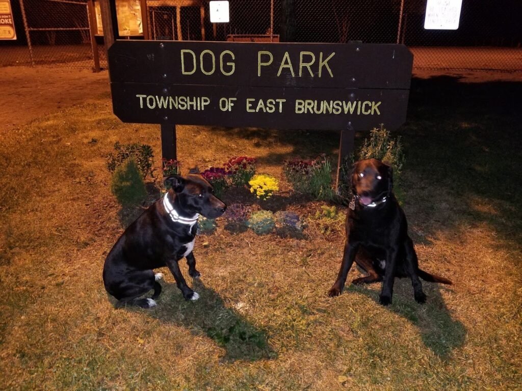 east brunswick dog park east brunswick 1 1024x768