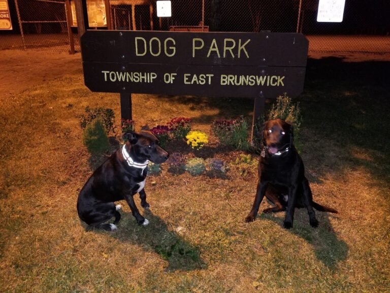 east brunswick dog park east brunswick 1 768x576