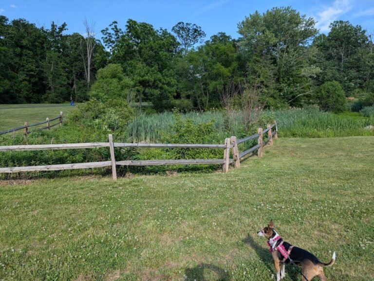 east county park dog park warren 1 768x578