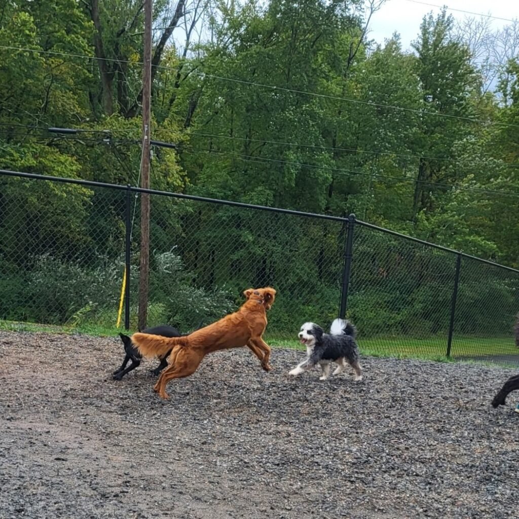elm street dog park florham park 1 1024x1024