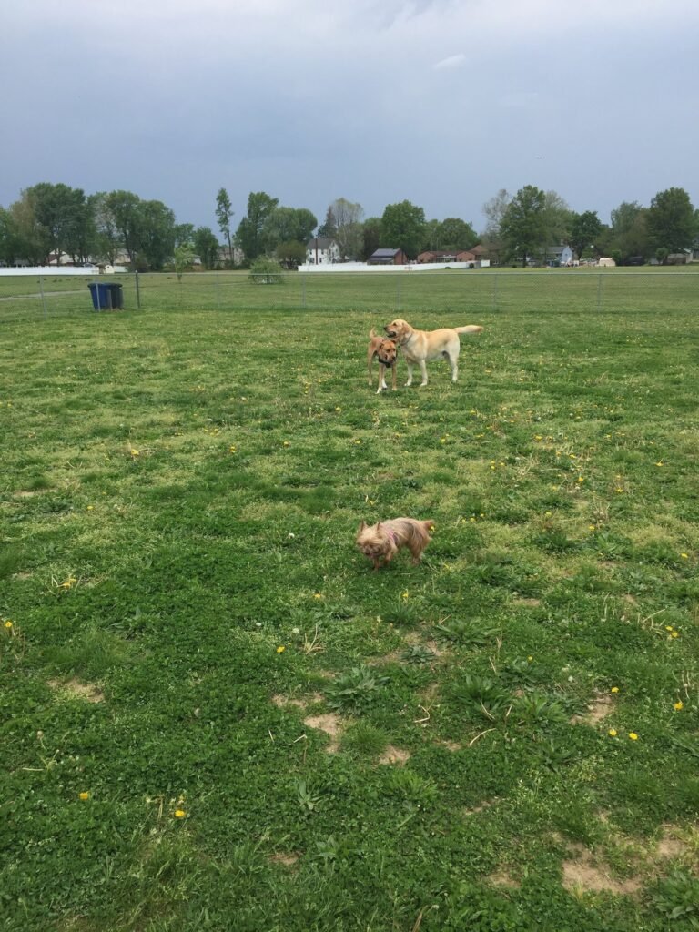gibbstown memorial park dog park gibbstown 1 768x1024