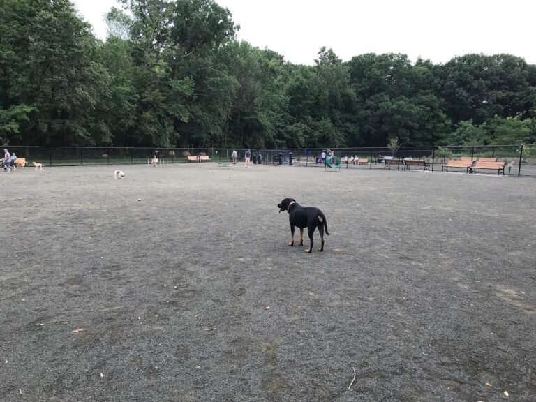 hilltop reservation dog park north caldwell 1 768x576
