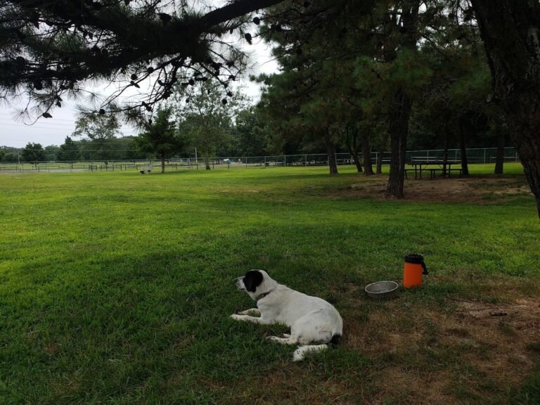 jackson dog park jackson township 1 768x576