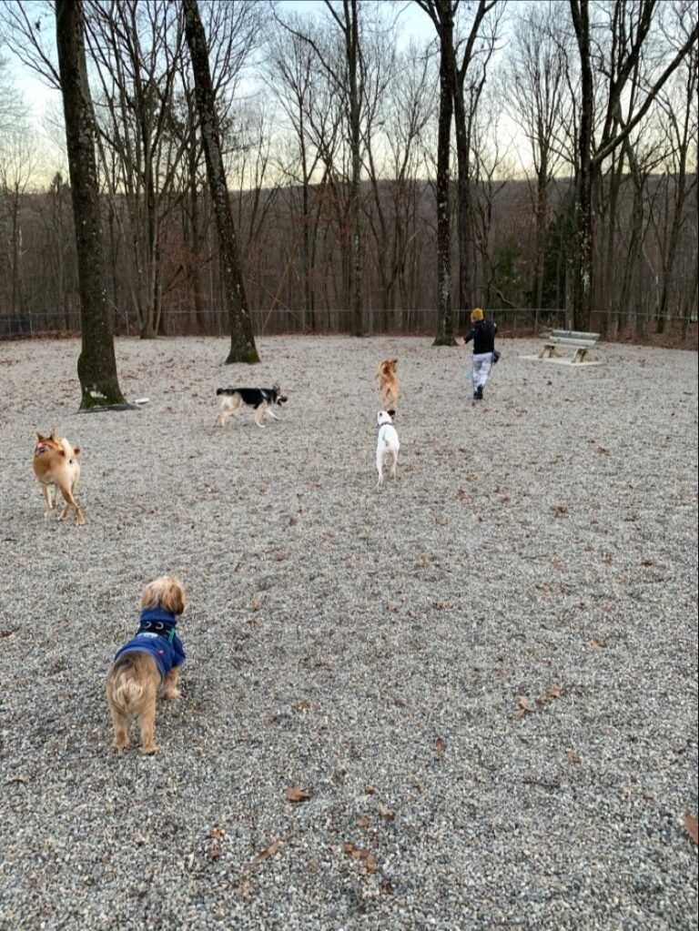 jefferson dogpark oak ridge 1 768x1023