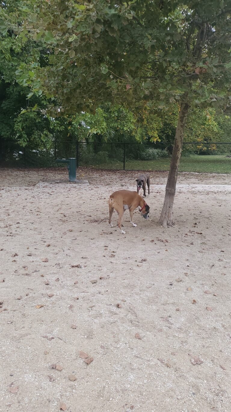 kearny dog park kearny 1 768x1365