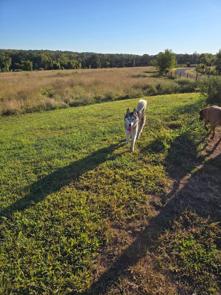 kingwood dog park frenchtown 1 768x1024