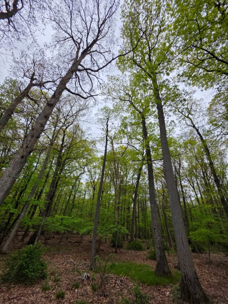 livingston dog park livingston 1 768x1024