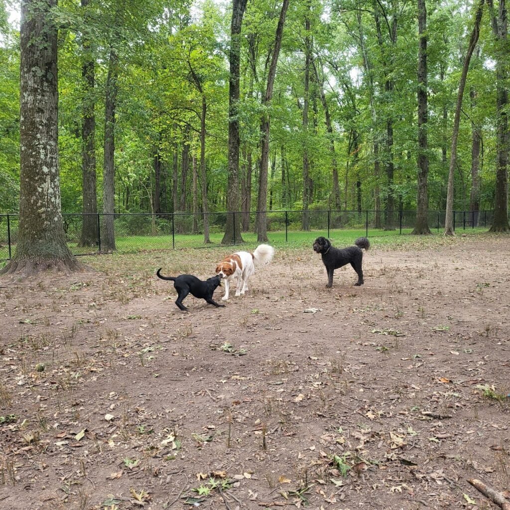 madison dog park madison 1 1024x1024