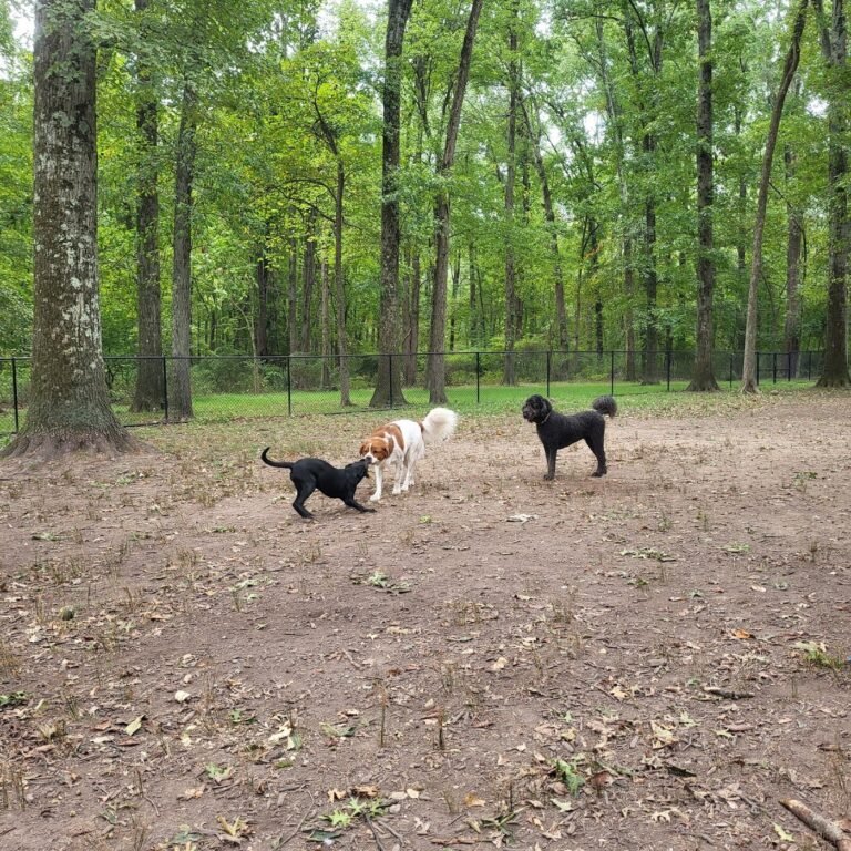 madison dog park madison 1 768x768