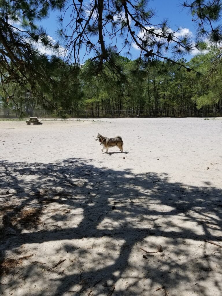 ocean county off leash dog area bayville 1 768x1024