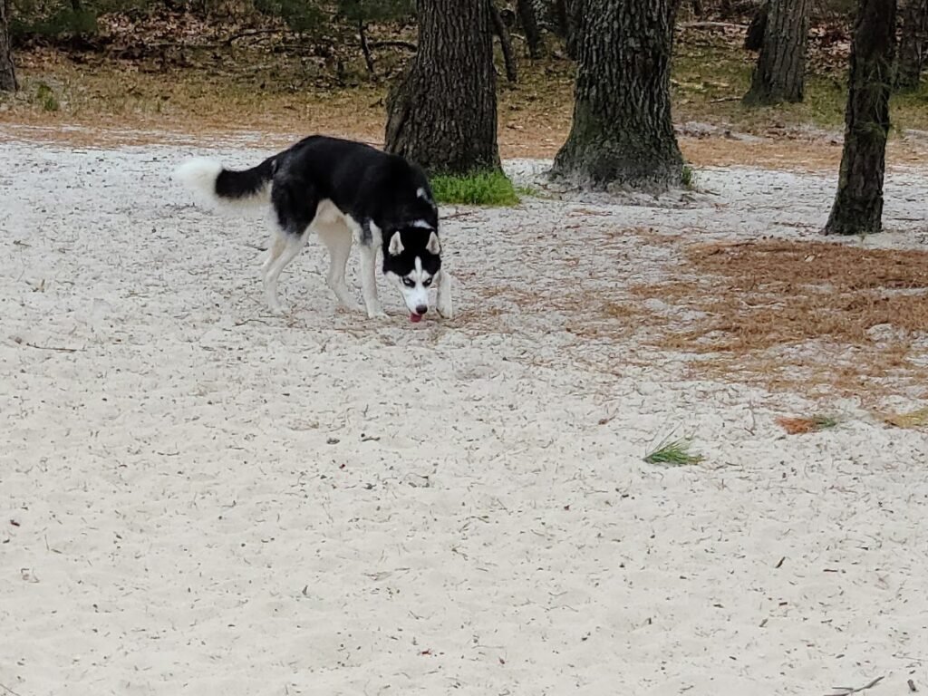 ocean county park off leash dog run lakewood 1 1024x768