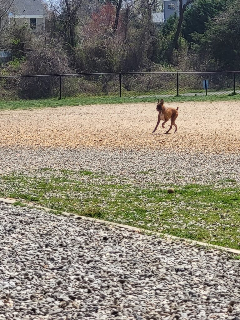 orchard park dog park manasquan 1 768x1024