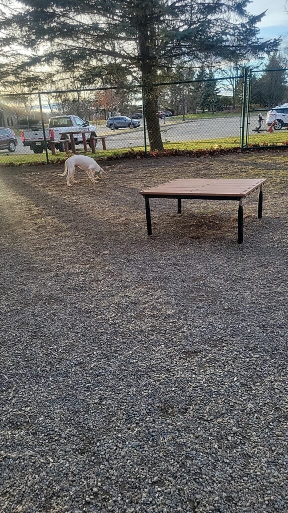 randolph dog park randolph 1 576x1024