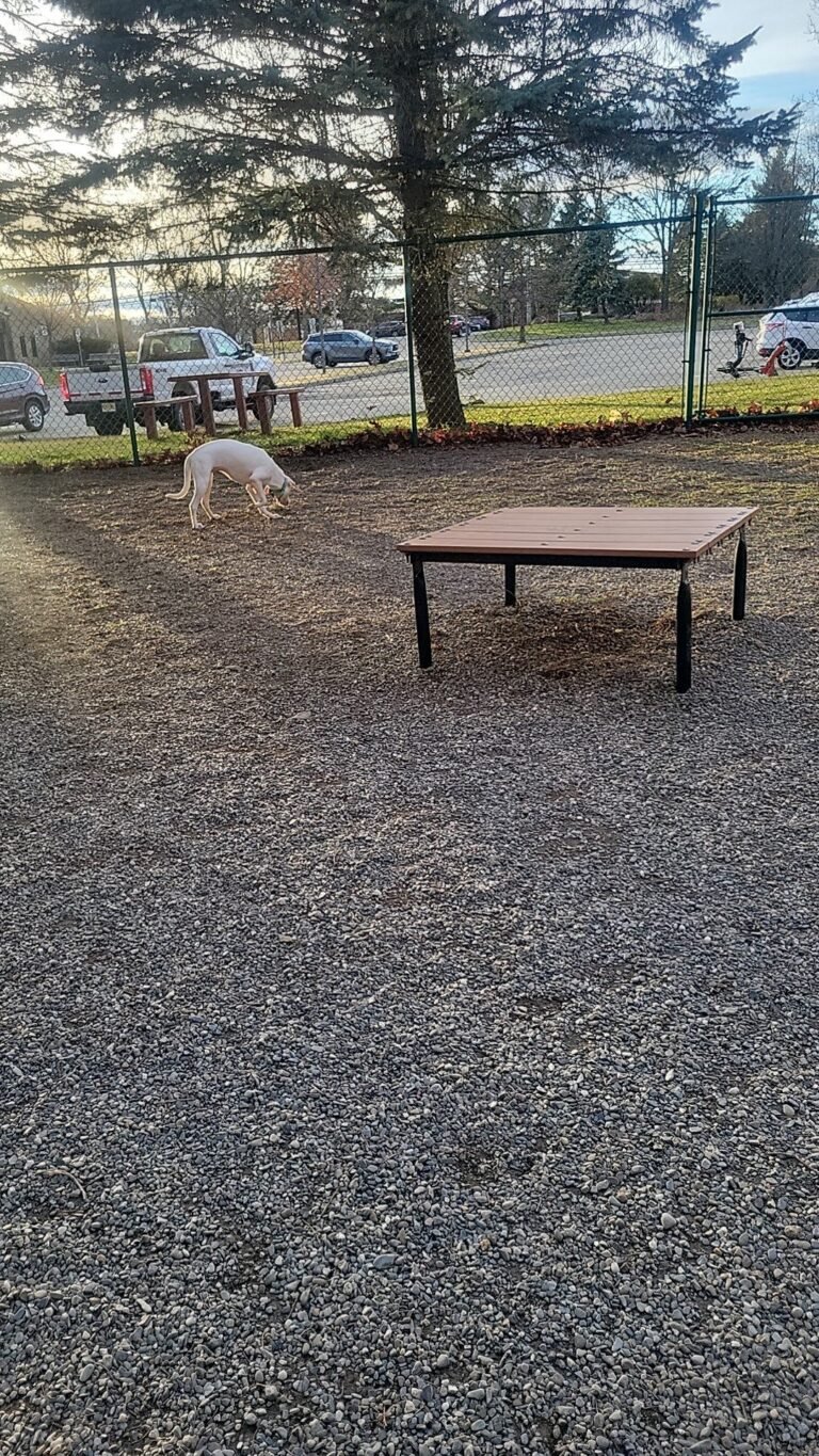 randolph dog park randolph 1 768x1365