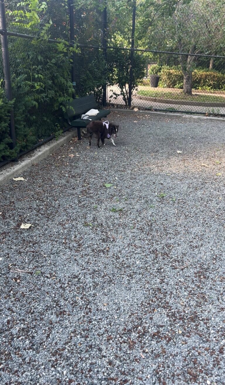 sergeant anthony park dog run jersey city 1 768x1309