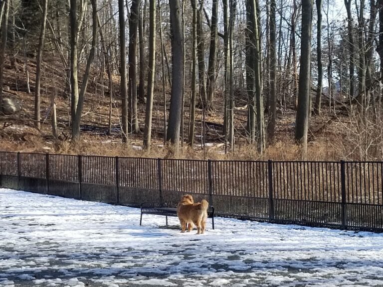 van saun dog park river edge 1 768x576