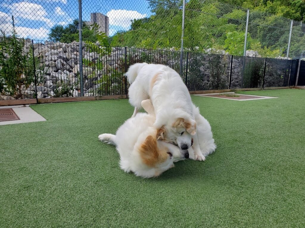 viaduct park dog park hoboken 1 1024x768