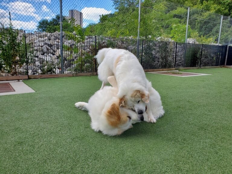 viaduct park dog park hoboken 1 768x576