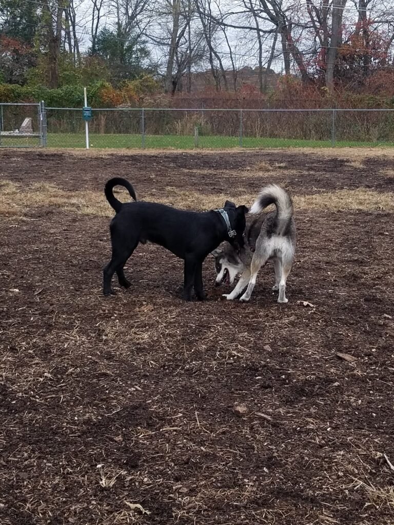 wall township off leash dog park wall township 1 768x1024