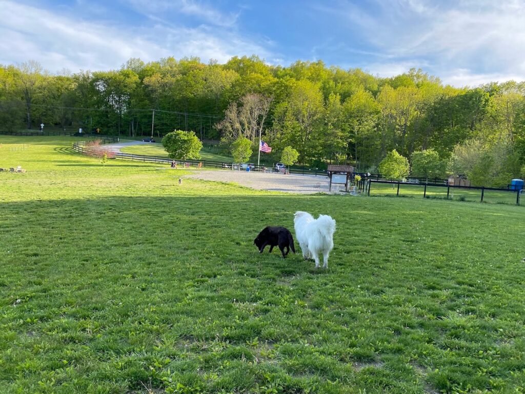 wantage dog park wantage 1 1024x768
