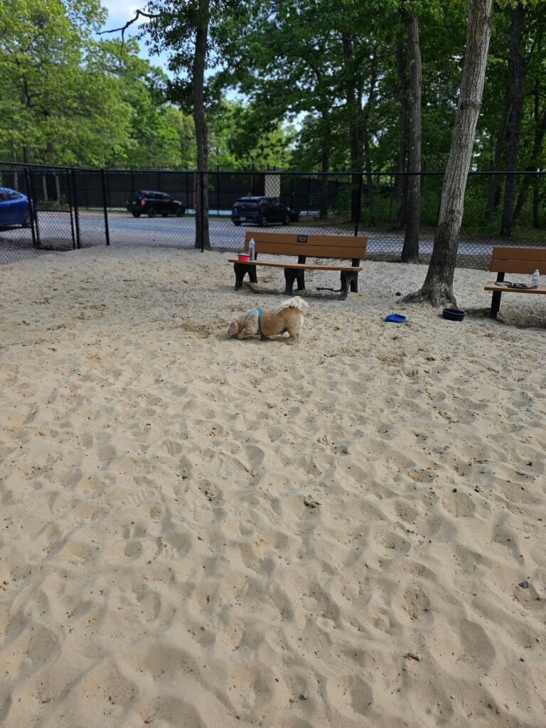 waretown dog park waretown 1 768x1024