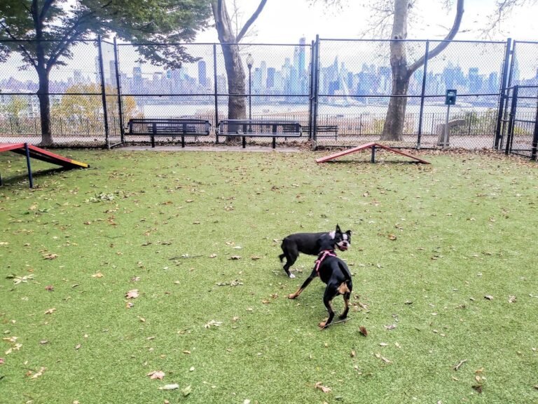west new york dog park west new york 1 768x576
