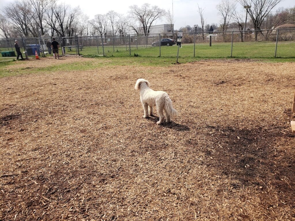 woodbridge dog park sewaren 1 1024x768