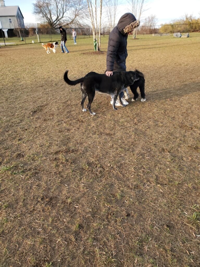 alexander ching memorial dog park holmdel 2 1 768x1024