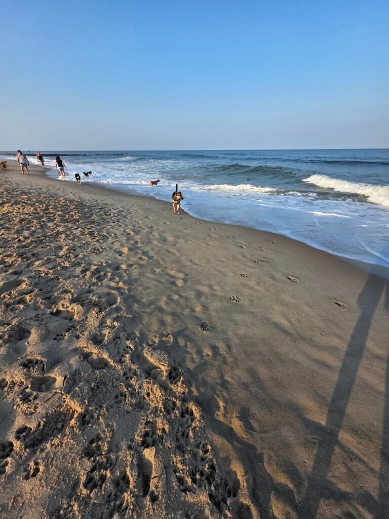 asbury park dog beach asbury park 2 1 768x1024