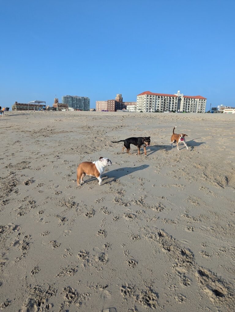 asbury park dog beach asbury park 3 1 768x1020