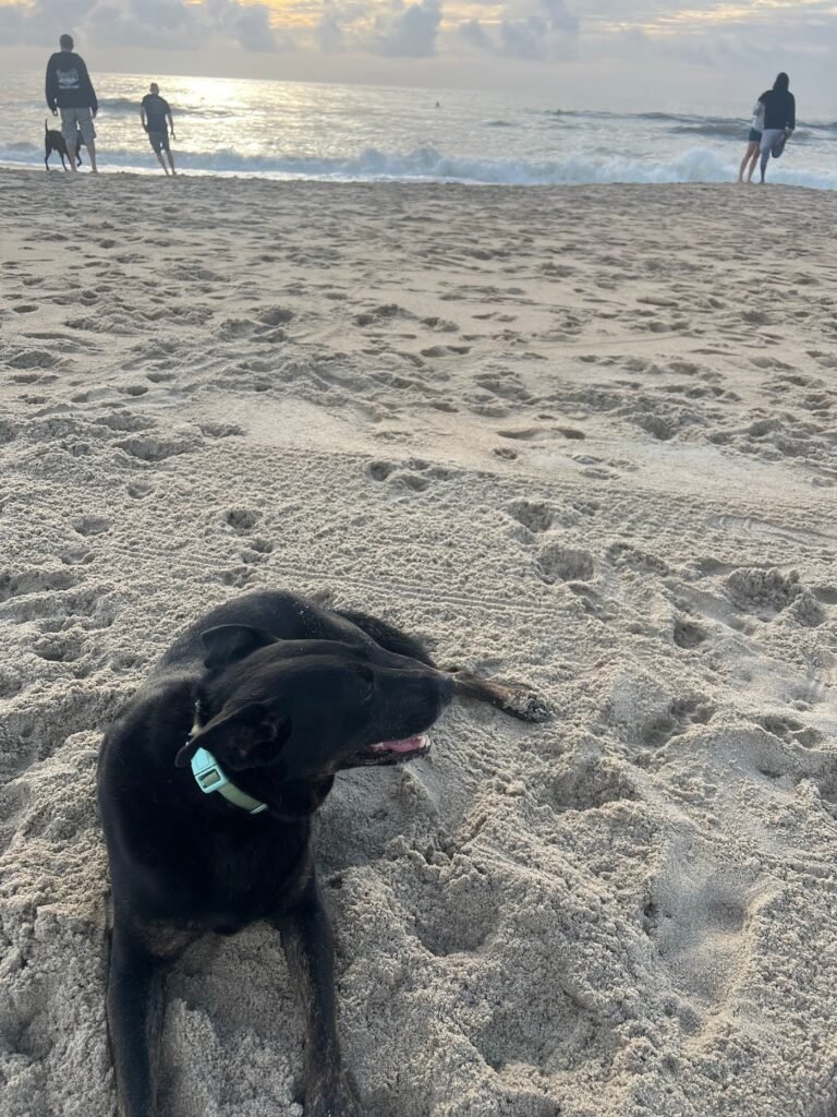 asbury park dog beach asbury park 5 1 768x1024
