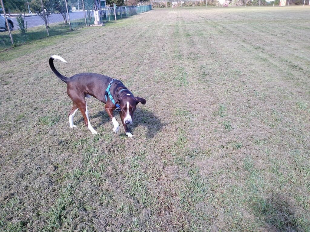 barnegat light dog park barnegat light 4 1 1024x768