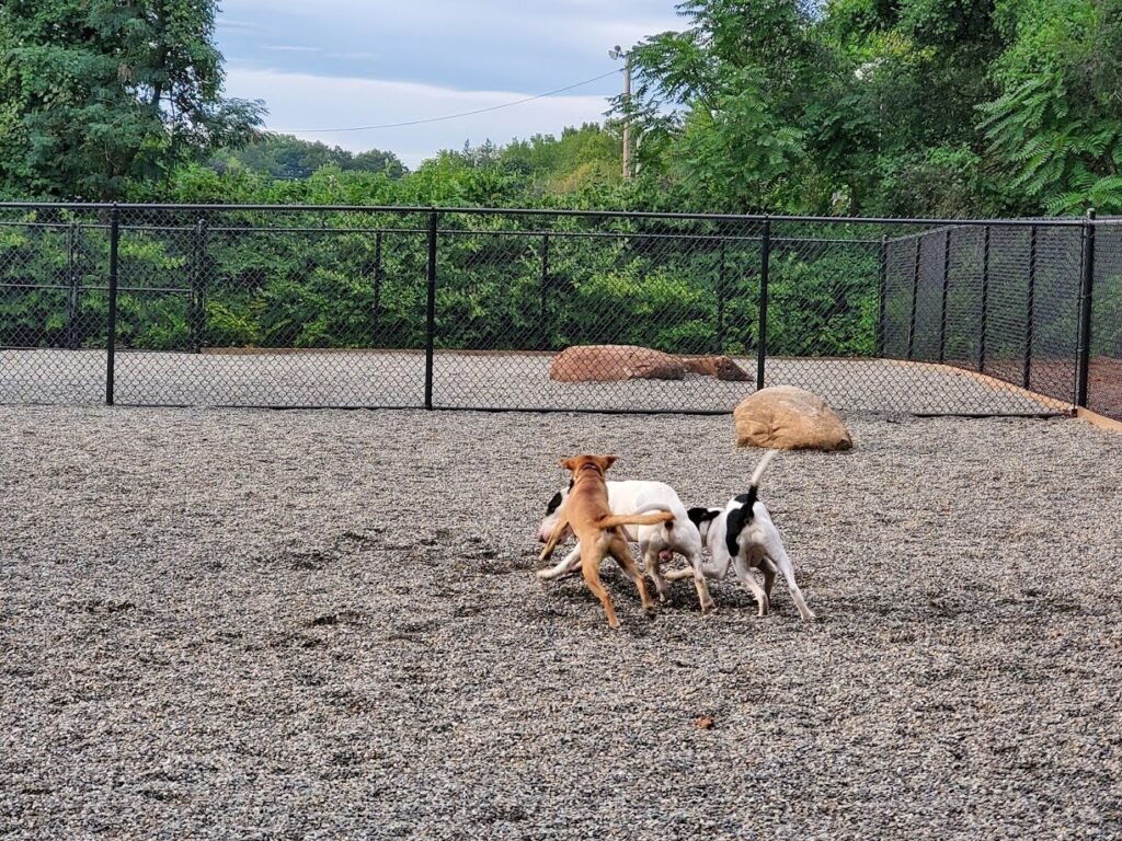 bergenfield dog park bergenfield 2 1 1024x768
