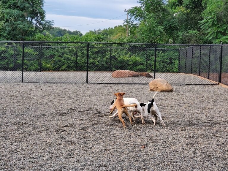 bergenfield dog park bergenfield 2 1 768x576