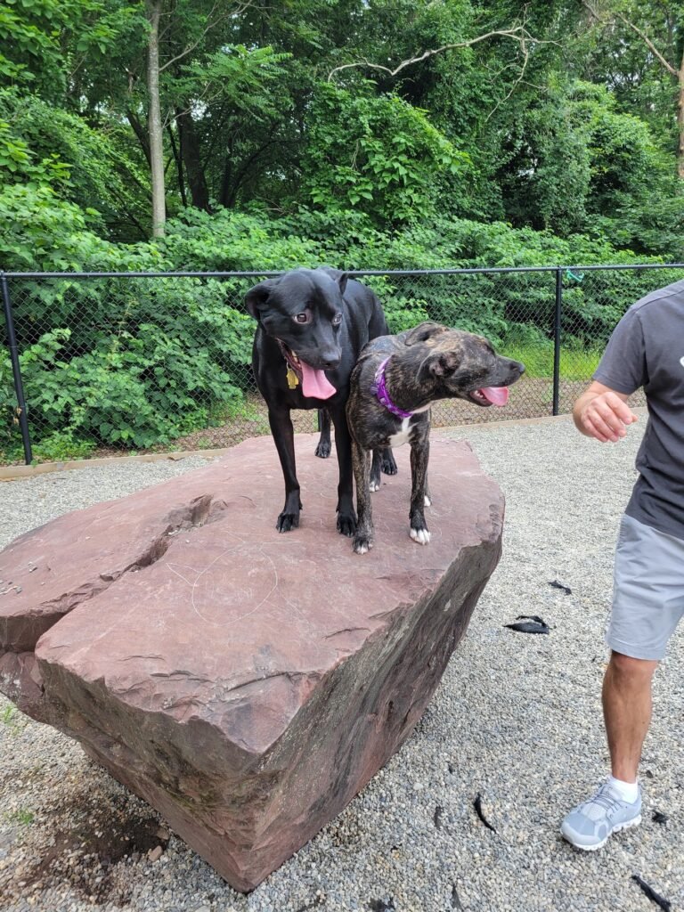 bergenfield dog park bergenfield 3 1 768x1024