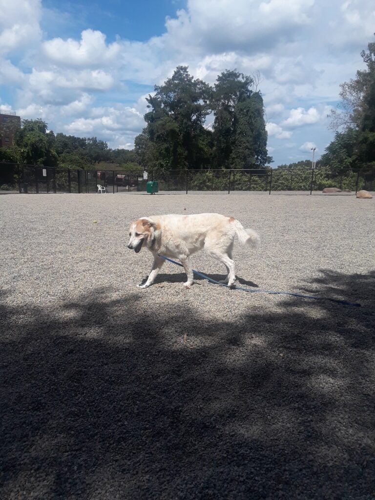 bergenfield dog park bergenfield 5 1 768x1024