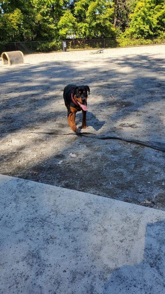 branch brook park dog park newark 5 1 576x1024