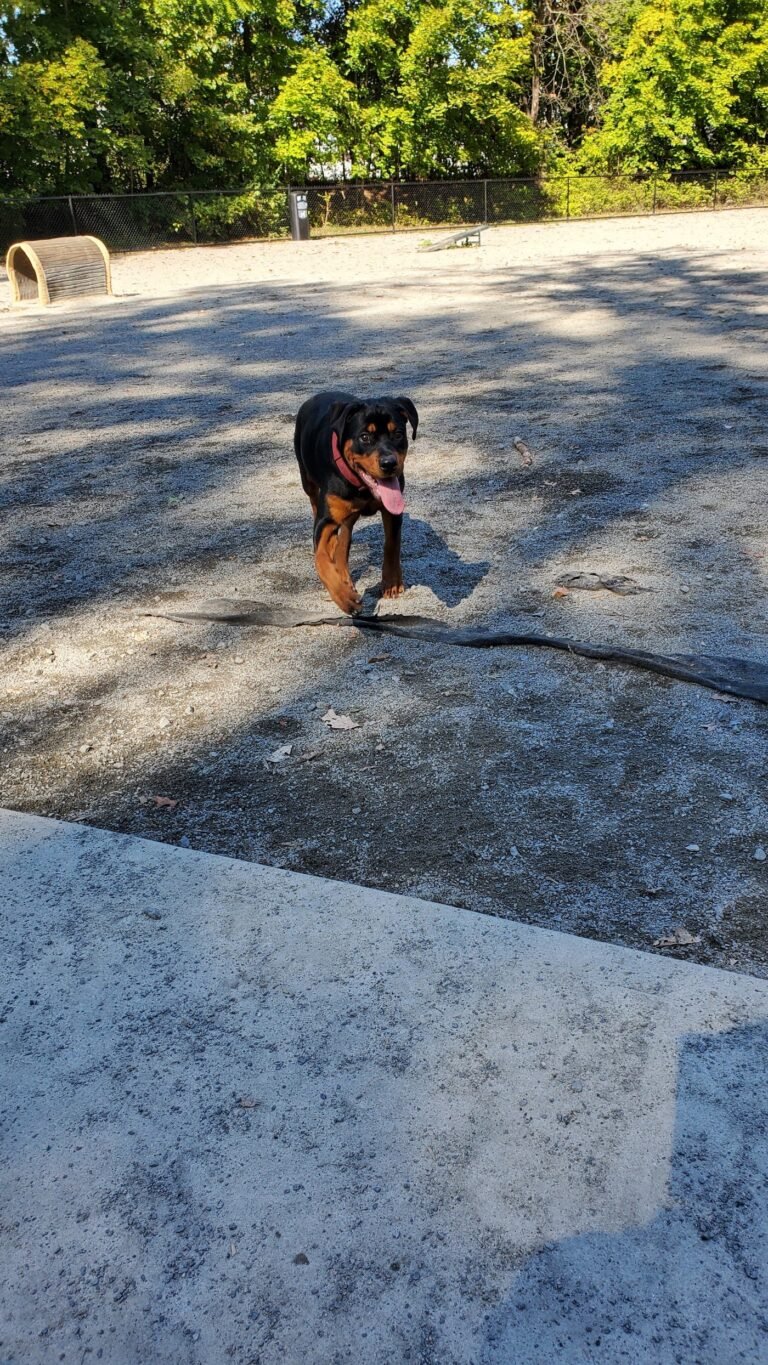 branch brook park dog park newark 5 1 768x1365