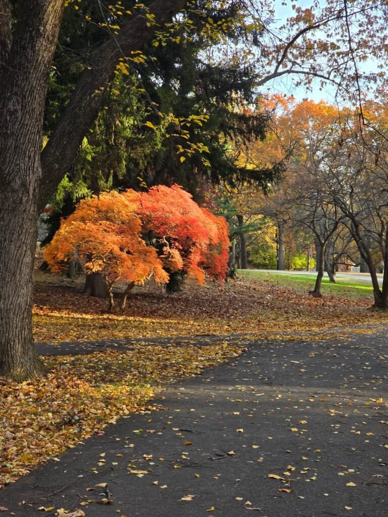 brookdale dog park upper montclair 3 1 768x1024