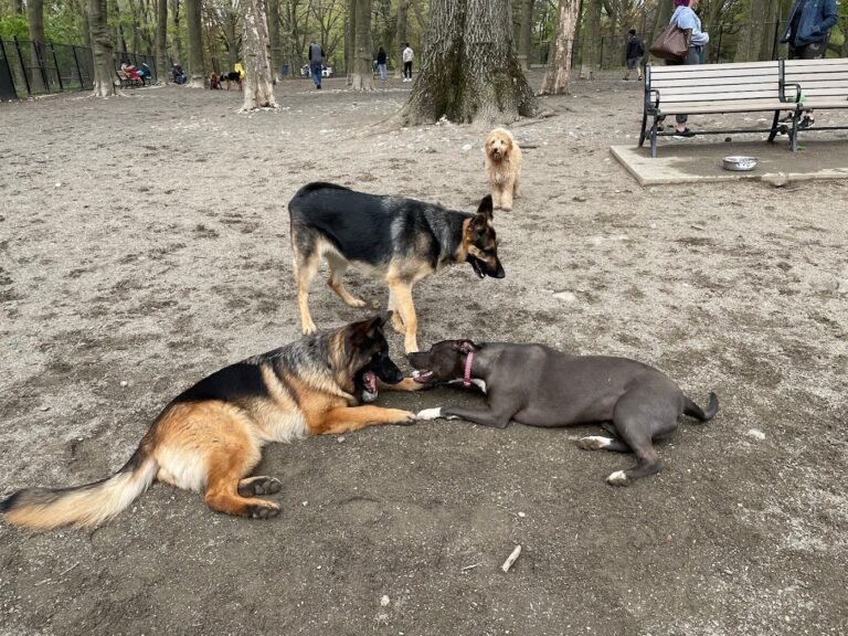 brookdale dog park upper montclair 5 1 768x576