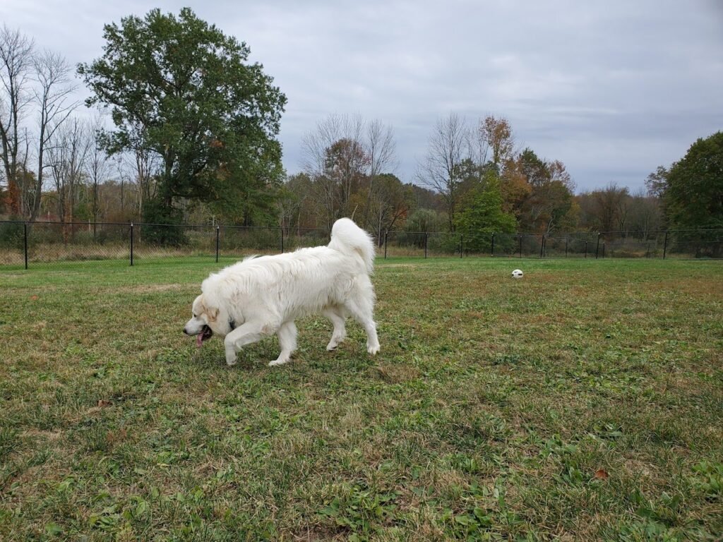 cameron dog park parsippany 3 1 1024x768