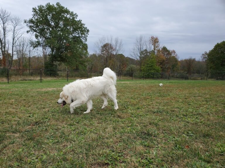 cameron dog park parsippany 3 1 768x576