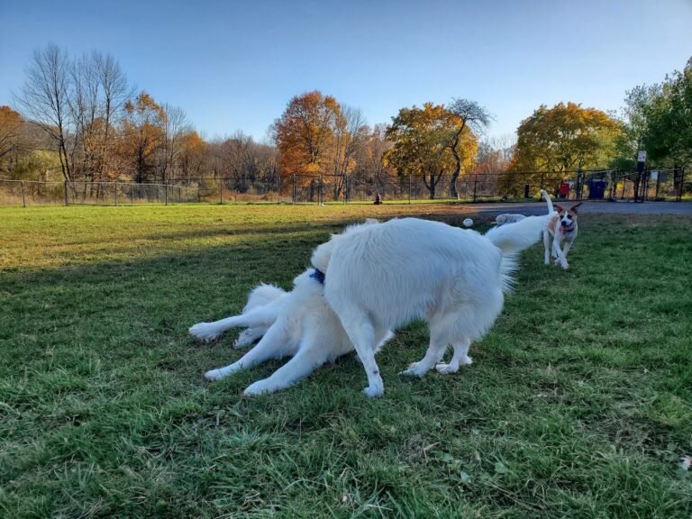 cameron dog park parsippany 4 1 768x576