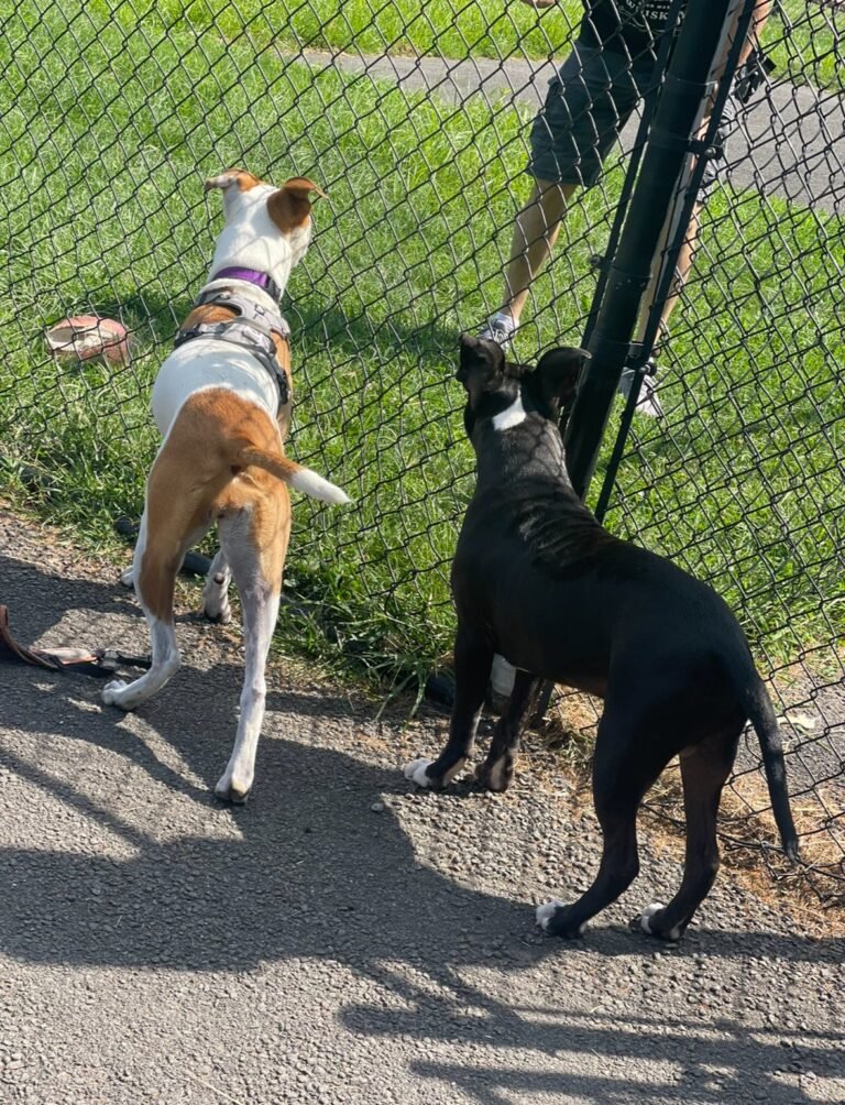 cameron dog park parsippany 5 1 768x1004