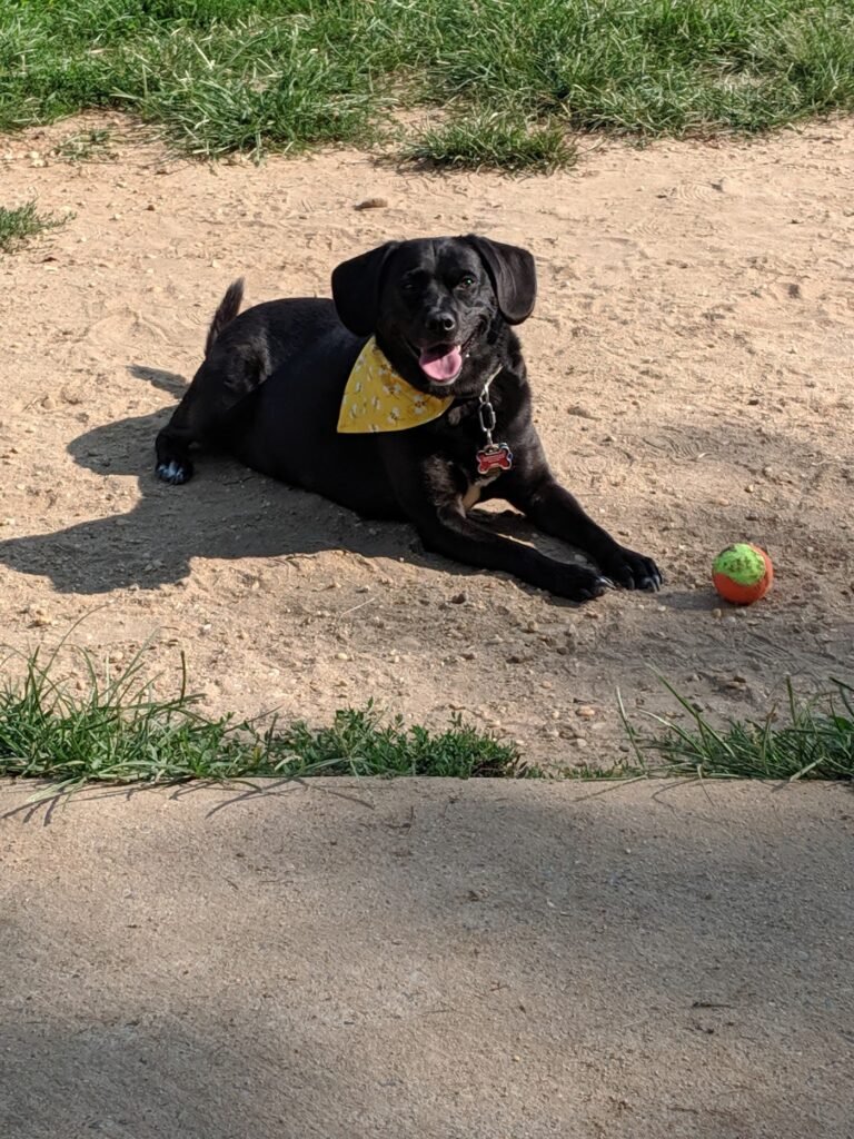 canine commons west windsor dog park west windsor 3 1 768x1024