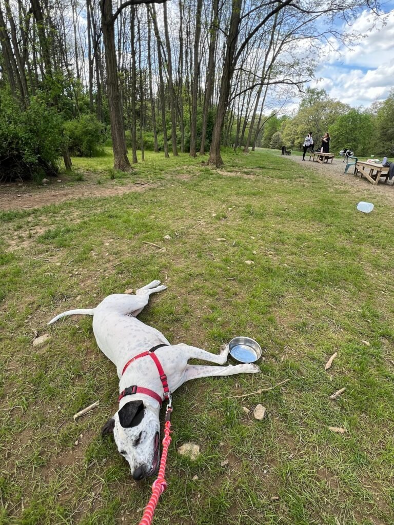 central park county dog park morris plains 2 1 768x1024